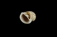 蝴蝶玉螺藏品圖，第3張